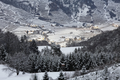 Austria, Lower Austria, Wachau, Waldviertel, View of snow covered vineyards - SIEF000377
