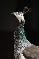 Germany, Peahen, close up - TCF001385