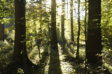 Europa, Deutschland, Oberbayern, Blick auf Wald bei Sonnenuntergang - TCF001402