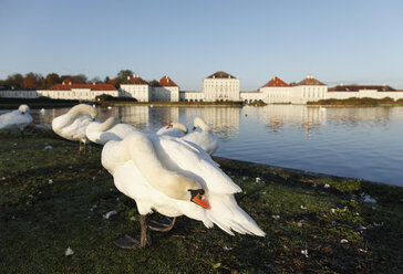 Germany, Bavaria, Upper Bavaria, Munich, Mute swan by lake and nymphenburg castle in background - SIEF000491