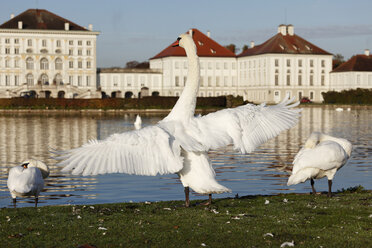 Germany, Bavaria, Upper Bavaria, Munich, Mute swan by lake and nymphenburg castle in background - SIEF000492