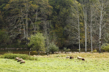 Europe, Croatia, Gorski Kotar, Animals grazing in risnjak national park - SIEF000504