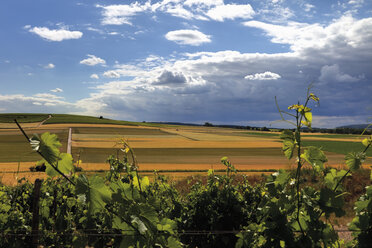 Europe, Germany, Rhine Hesse, View of vineyard and corn fields - CSF014664