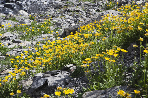 Schweiz, Wallis, Leukerbad, Blick auf Blumen - GWF001402