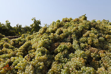 Österreich, Burgenland, Weintraube - SIEF000523