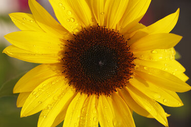 Deutschland, Bayern, Sonnenblume, Nahaufnahme - SIEF000536