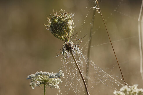 Germany, Bavaria, Spider web on wild carrot with dew drops - SIEF000548