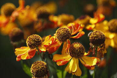 Germany, Bavaria, Sneezeweed in garden, close up - SIEF000552