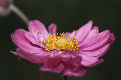 Deutschland, Bayern, Chrysantheme im Garten, Nahaufnahme, lizenzfreies Stockfoto