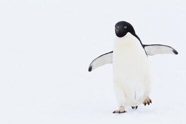 Südatlantik, Antarktis, Antarktische Halbinsel, Lemaire-Kanal, Adelie-Pinguin auf Yalour-Inseln - FOF002918