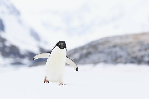 Südatlantik, Antarktis, Antarktische Halbinsel, Lemaire-Kanal, Adelie-Pinguin auf Yalour-Inseln, lizenzfreies Stockfoto