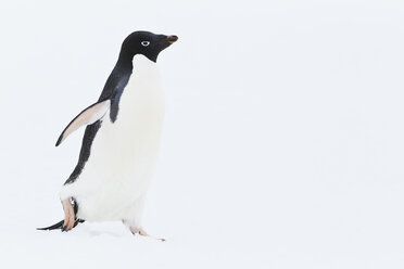 Südatlantik, Antarktis, Antarktische Halbinsel, Lemaire-Kanal, Adelie-Pinguin auf Yalour-Inseln - FOF002920