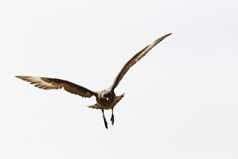 Südatlantik, Falklandinseln, Falklandinseln, West-Falkland, New Island, Südpolar-Skua fliegt am Himmel - FOF002924