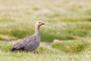 Südatlantik, Falklandinseln, Falklandinseln, West Falkland, New Island, Hochlandgans im Gras - FOF002933