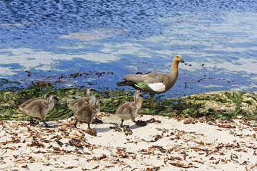 Südatlantik, Falklandinseln, Falklandinseln, West Falkland, New Island, Hochlandgans mit Küken auf Insel - FOF002936