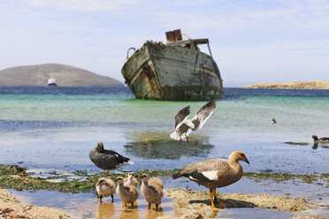 Südatlantik, Falklandinseln, Falklandinseln, West Falkland, New Island, Hochlandgans mit Küken auf Insel - FOF002938