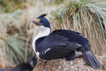 Südatlantik, Falklandinseln, Falklandinseln, West Falkland, New Island, Kormoran auf einem Nest sitzend - FOF002945