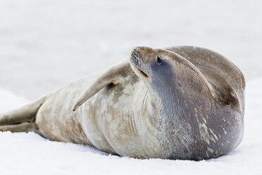 Südatlantik, Antarktis, Antarktische Halbinsel, Gerlache Strait, Neko Harbour, Weddellrobbe auf Schnee liegend - FOF002947