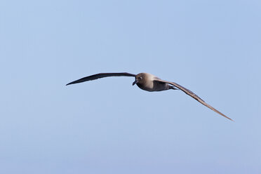 Südatlantik, Antarktis, Lichtmantelalbatros fliegt in den Himmel - FOF002950