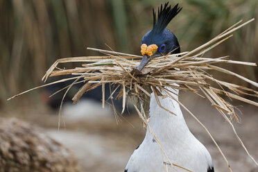 Südatlantik, Falklandinseln, Falklandinseln, West Falkland, New Island, Kormoran bereitet Nest vor - FOF002953