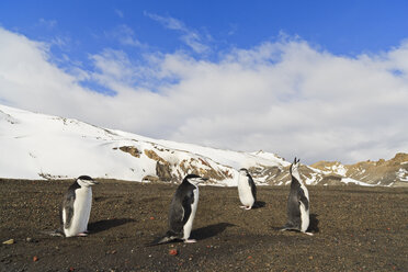 Südatlantik, Antarktis, Antarktische Halbinsel, South Shetland, Deception Island, Zügelpinguin auf Walfängerbucht - FOF002955