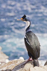 Südatlantik, Falklandinseln, Falklandinseln, West Falkland, New Island, Kormoran auf Felsen stehend - FOF002957