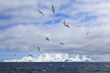 Südatlantik, Antarktis, Antarktische Halbinsel, Gerlache Strait, Kapsturmvögel fliegen am Himmel - FOF002959