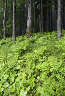 Österreich, Salzkammergut, Blick auf Farne im Wald - WWF001835