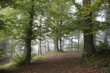 Austria, Salzburg, View of foggy forest - WWF001837