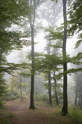 Österreich, Salzburg, Blick auf nebligen Wald - WWF001838