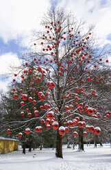 Austria, Salzburg, View of tree decorated with christmas balls - WWF001843
