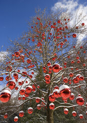 Austria, Salzburg, View of tree decorated with christmas balls - WWF001845
