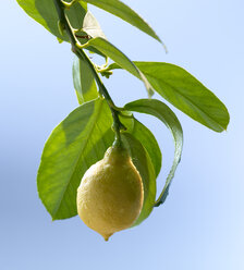 Limonum, Zitronenzweig gegen Himmel - KSWF000668