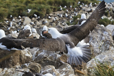 Südatlantik, Britische Überseegebiete, Falklandinseln, Falklandinseln, West Falkland, West Point Island, Wanderalbatros auf Insel - FOF002981