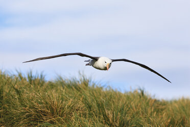 South Atlantic Ocean, British Overseas Territories, Falklands, Falkland Islands, West Falkland, West Point Island, Wandering albatross flying - FOF002987