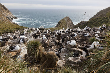 Südatlantik, Britische Überseegebiete, Falklandinseln, Falklandinseln, West Falkland, West Point Island, Wanderalbatros auf Insel - FOF002991