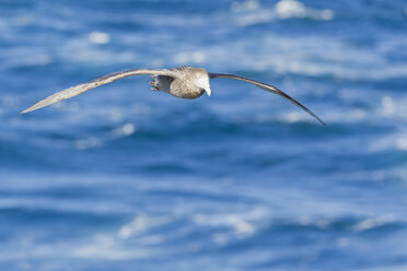 South America, Argentina, Atlantic, Tierra del Fuego, Beagle Channel, Southern giant petrel flying - FOF002999