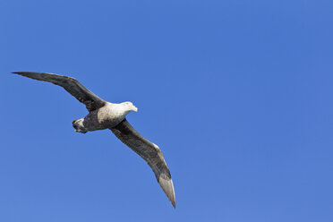 Südamerika, Argentinien, Atlantik, Feuerland, Beagle-Kanal, Südlicher Riesensturmvogel fliegt in den Himmel - FOF003001