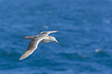 South Atlantic Ocean, Southern giant petrel flying above water - FOF003002