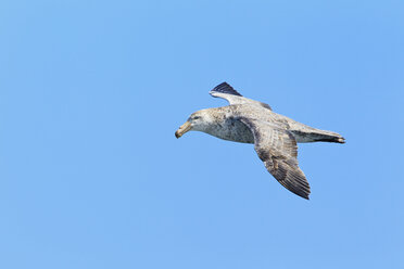 South Atlantic Ocean, Southern giant petrel flying in the sky - FOF003003