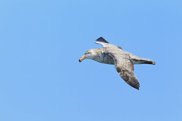 Südatlantik, Südlicher Riesensturmvogel fliegt in den Himmel - FOF003003