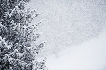 Österreich, Kleinwalsertal, Blick auf schneebedeckte Bäume - MRF001232