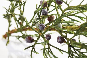 Zweig des Gemeinen Wacholders mit Beeren, Nahaufnahme - CSF014736