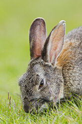 Südamerika, Argentinien, Kaninchen im Tierra-del-Fuego-Nationalpark - FOF003020