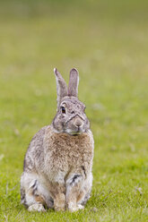 Südamerika, Argentinien, Kaninchen im Tierra-del-Fuego-Nationalpark - FOF003022