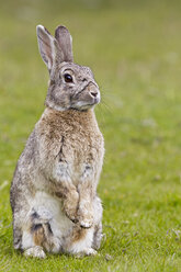 Südamerika, Argentinien, Kaninchen im Tierra-del-Fuego-Nationalpark - FOF003023