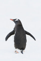 Südatlantik, Antarktis, Antarktische Halbinsel, Gerlache Strait, Eselspinguin - FOF003045