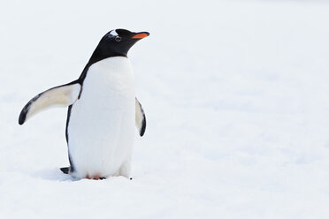 Südatlantik, Antarktis, Antarktische Halbinsel, Gerlache Strait, Eselspinguin - FOF003046