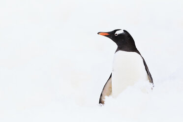 Südatlantik, Antarktis, Antarktische Halbinsel, Gerlache Strait, Eselspinguin - FOF003049