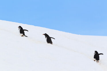 Südatlantik, Antarktis, Antarktische Halbinsel, Gerlache Strait, Eselspinguine beim Spaziergang im Schnee - FOF003050